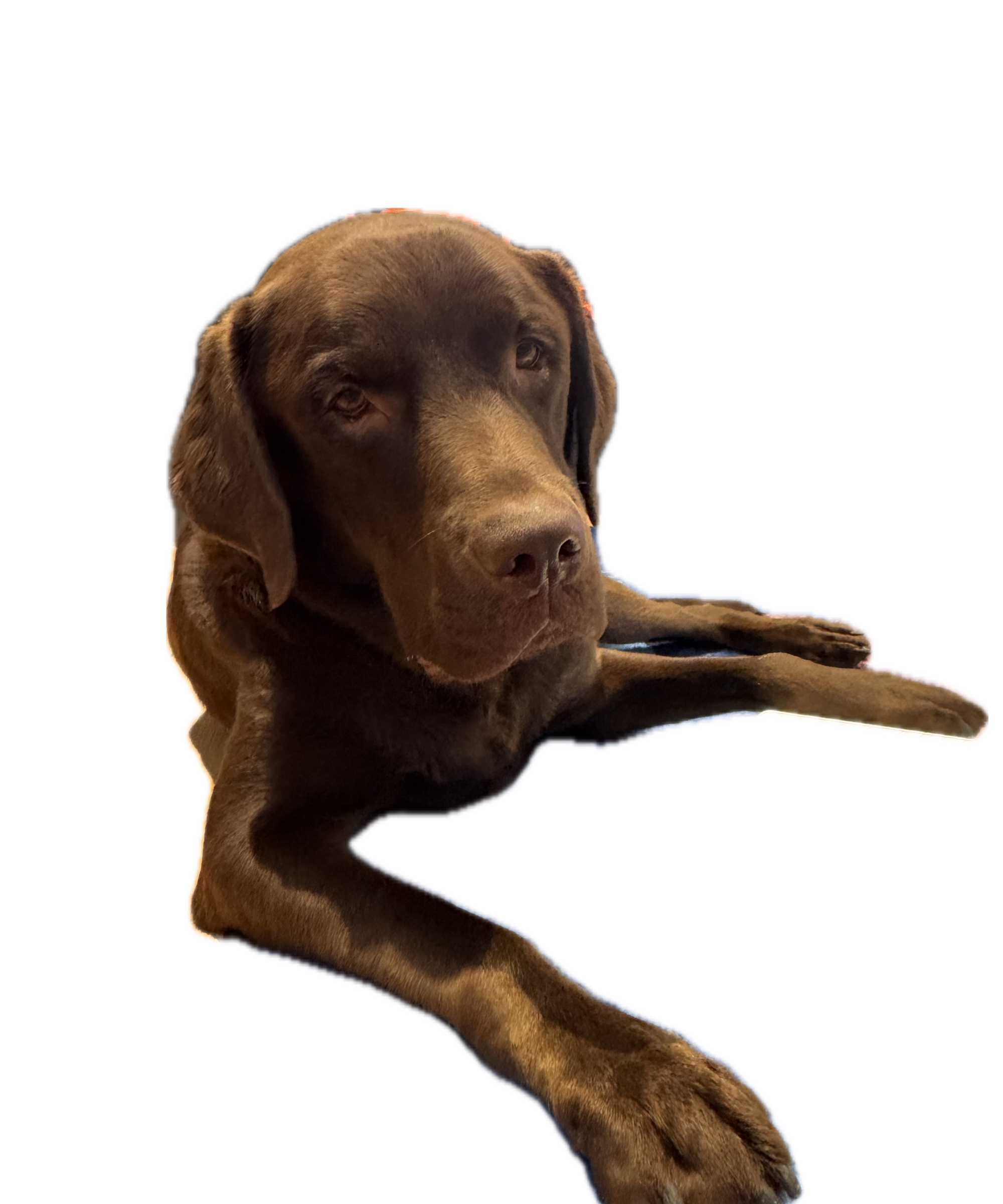 Pino